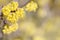 The spring background with yellow dogwood flowers on the branch. Cornus mas.