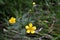 Spring background with yellow flowering plants of gold color in early spring. Beautiful yellow flowers. Close-up.