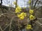 Spring background with yellow flowers tree brunches