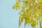 Spring background with yellow weeping willow blossom