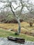 Spring backyard scene, daffodils growing at at the base of a tree