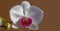 Spring banner, blossom background. Orchid flower in garden. Phalaenopsis growing. Orchids. Floral orchidea background.