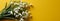 a spring banner,a bouquet of white snowdrops lying on a bright yellow background,copy space,the concept of seasonal advertising