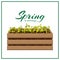 Spring banner template with young seedlings of vegetables or flowers in garden crate isolated on white. plant sprouts in wooden
