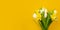 Spring banner. White yellow tulip daffodil bouquet on yellow background. Easter and spring greeting card. Woman day