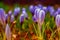 Spring banner, young fresh shoots flowers with unopened buds in the open air, soft focus, gentle light. Violet and white flowers.