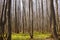 Spring bare forest. Many aspen tree trunks