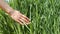 Spring barley fields and people.