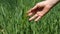 Spring barley fields and people.