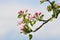 Spring Beautiful Bloomimg Apple Tree
