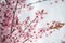 Spring beautiful blooming background in pink and purple color.Pink flowering branches. flowering branches wallpaper.