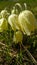 Spring beautiful close pale yellow pasque flowers with rain drop