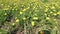 Spring. beautiful green field in yellow dandelions.