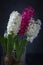 Spring beautiful Hyacinths glass vase