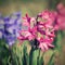 Spring and beautifully blooming flowers - hyacinth.