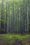 Spring beech forest in White Carpathians, Southern Moravia, Czech Republic