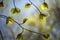 Spring beech leaves Fagus Sylvatica