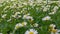 Spring Bees on Daisies 01 Slow Motion