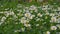 Spring Bees on Daisies 03 Slow Motion