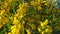 Spring Bees on Golden Wattle Blossoms 07 Slow Motion