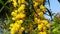 Spring Bees on Golden Wattle Blossoms 10 Slow Motion