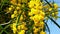 Spring Bees on Golden Wattle Blossoms 13 Slow Motion