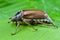 Spring beetle cockchafer