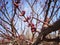 Spring begins and buds appear on fruit trees.