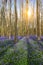 Spring in the Belgian forest with beautiful bluebells carpet.
