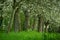 Spring in Belgium, public orchard in bloom