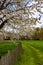 Spring in Belgium, public orchard in bloom