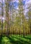 Spring birch forest, with tall trees with white bark and small l