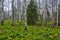 Spring birch forest with yellow Marsh marigold flowers Caltha p