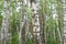 Spring birch grove in a dense beautiful forest