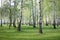 Spring birch trees in forest, beautiful birch grove, birch-wood