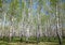 Spring birches with first greens