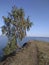 Spring birches on the shores of the clean Ural Lake.