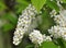 In spring, bird-cherry tree Prunus padus blooms in nature