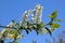 In spring, bird-cherry tree (Prunus padus) blooms in nature