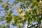 In spring, bird-cherry tree (Prunus padus) blooms in nature