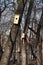 Spring birdhouses in the park between the trees