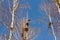 Spring,the birds are back,the nests of rooks on the birches in the Park