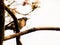 Spring birds sitting on twig of tree. Decorative branch of tree with birds