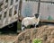 Spring black faced lamb standing upright in a farmyard looking at the lens