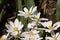 Spring Bloodroot Blooming