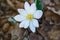 Spring Bloodroot Wildflower