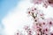 Spring bloom almond flowers