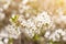 Spring bloom, blossom in sunlight close-up, blurred abstract nature bokeh backgroud