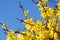 Spring bloom forsythia