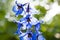 Spring bloom. nature environment, ecology. Delphinium flower blooming. summer garden. villatic holiday season. Delphinium flower